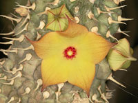 Hoodia alstonii